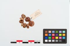 Foto von Perlenkette (NHMW-PRAE-023998)